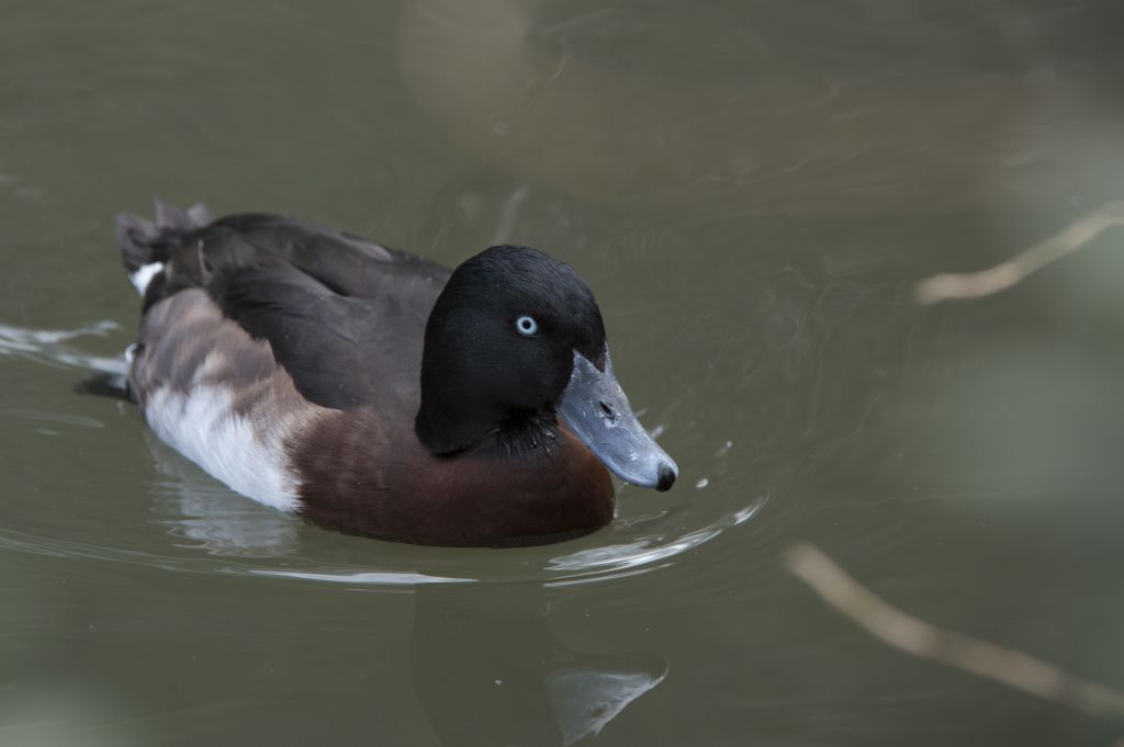 Baer’s pochard: The IUCN has designated the Baer’s pochard as critically endangered. They can be seen on exhibit in the zoo’s Tisch Children’s Zoo and the Temperate Stream adjacent to the red pandas. Native to the wetlands of East, estimates indicate there may be fewer than 500 of these ducks remaining in the wild. Conservationists are uncertain of the causes of its dramatic decline.